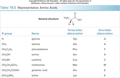 Representative amino acids table