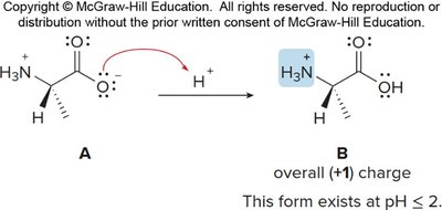 Amino acid at low pH