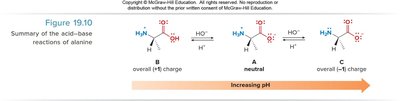 Summary of acid-base reactions of alanine (pH scale)