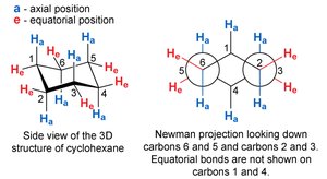 Axial and equatorial positions in cyclohexane