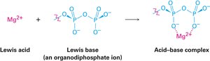 Lewis acid-base complex formation with Mg2+