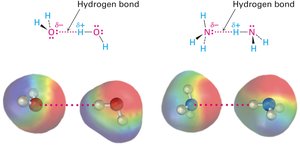 Hydrogen bond forces in water and ammonia