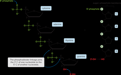 Primary structure of a polynucleotide showing phosphodiester linkages and base sequence