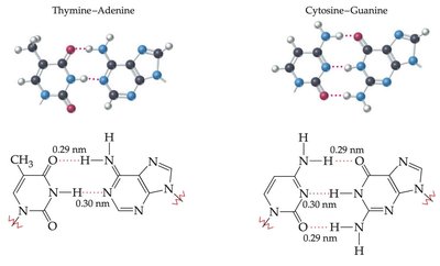 Base pairing in DNA: A-T and G-C pairs