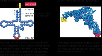 Cloverleaf structure of tRNA with acceptor stem and anticodon