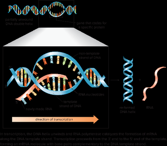 Transcription: synthesis of mRNA from DNA template