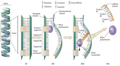 Steps of transcription: control segment, triplets, and RNA polymerase
