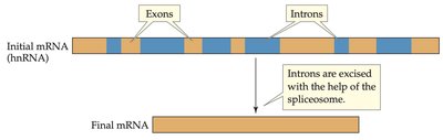 Splicing of hnRNA: removal of introns to form mature mRNA