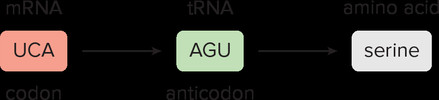 mRNA codon, tRNA anticodon, and amino acid relationship