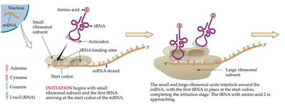 Initiation of translation: ribosome assembly on mRNA