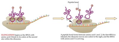 Elongation: peptide bond formation during translation