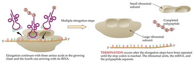 Termination: release of completed polypeptide