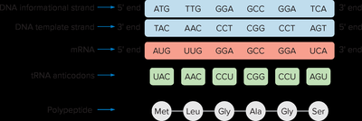 Comparison of DNA, mRNA, tRNA, and polypeptide sequences