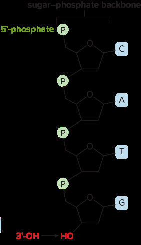 Sugar-phosphate backbone of a polynucleotide
