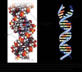 Three-dimensional structure of DNA double helix