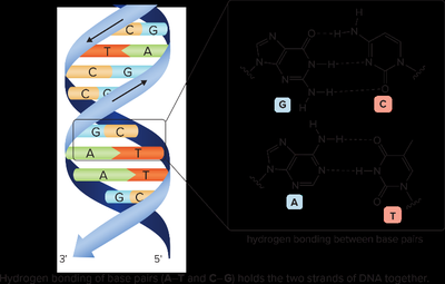 Hydrogen bonding in the DNA double helix between base pairs