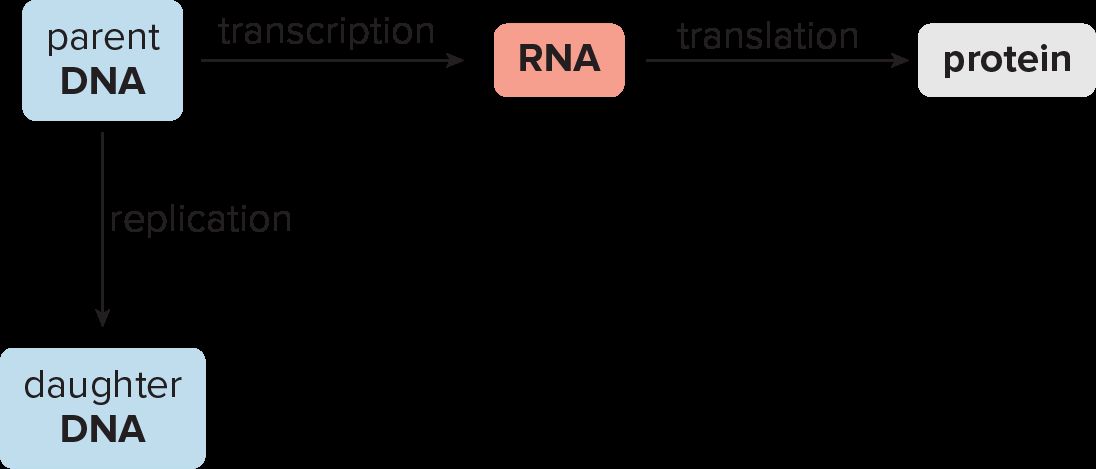 Central dogma: DNA replication, transcription, and translation