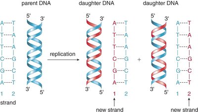Semiconservative DNA replication: parent and daughter DNA