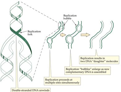 Formation of replication fork and replication bubble