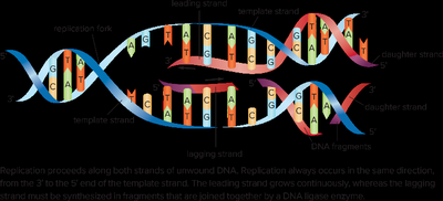 Leading and lagging strand synthesis at the replication fork