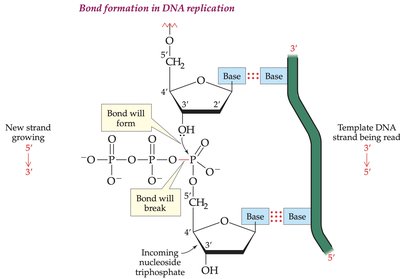 Bond formation in DNA replication: phosphodiester bond formation