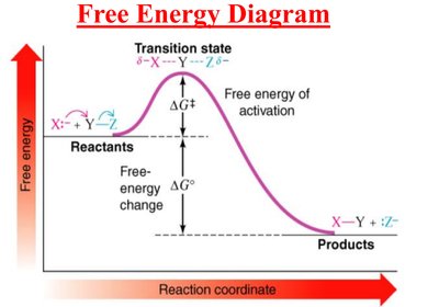 Free energy diagram for SN2 reaction