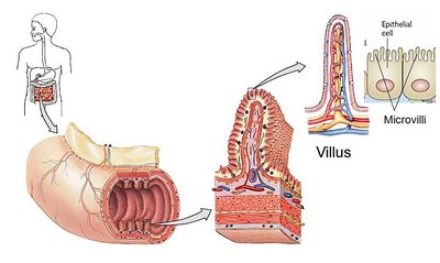 Villus and microvilli structure in intestinal lining