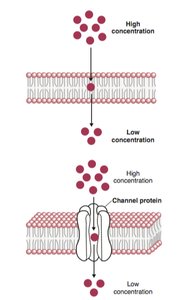 Drug molecules crossing intestinal barriers