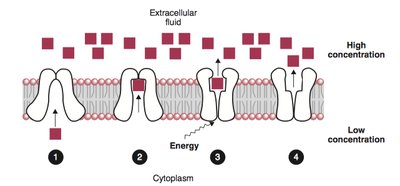 Active transport mechanism across membrane