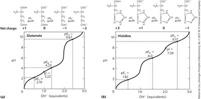 Titration curves of glutamate and histidine