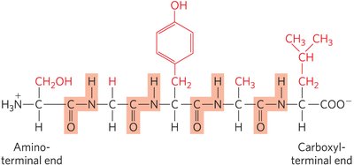 Ionizable groups in a peptide