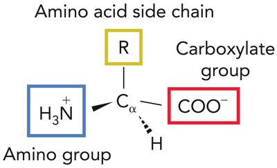 General structure of an amino acid