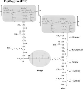 Peptidoglycan structure with D- and L-amino acids
