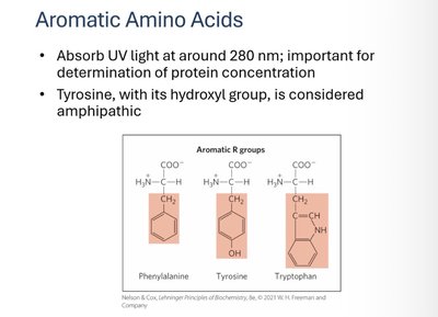 Aromatic amino acids and their properties