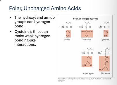 Polar, uncharged amino acids and their properties
