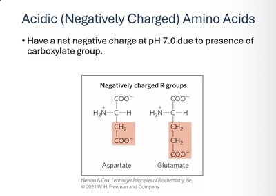 Acidic amino acids and their properties