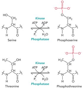Phosphorylation and dephosphorylation of serine and threonine