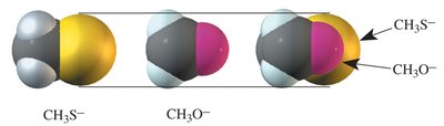 Size comparison of methanethiolate and methoxide ions
