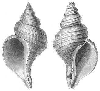 Sinistral and dextral sea snail shells