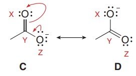 Resonance in acetate or amidate ions
