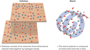 Three-dimensional structure of cellulose and starch