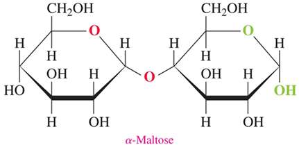 Structure of α-maltose, a disaccharide formed from two glucose units
