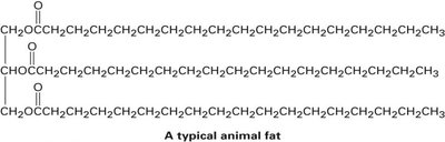 Structure of a typical animal fat