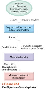 The digestion of carbohydrates