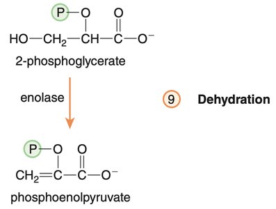 Dehydration to phosphoenolpyruvate