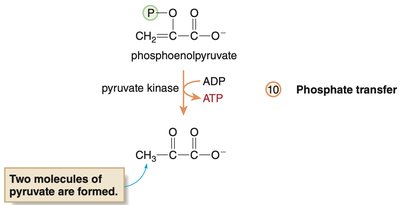 Phosphate transfer to form pyruvate