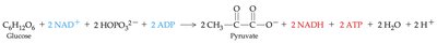 Net equation for glycolysis