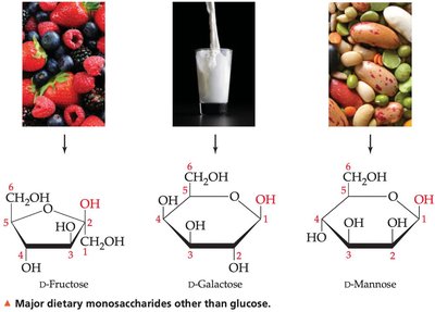 Major dietary monosaccharides other than glucose