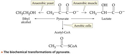 Biochemical transformations of pyruvate