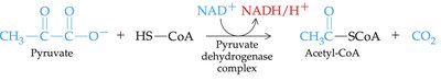 Pyruvate to acetyl-CoA reaction